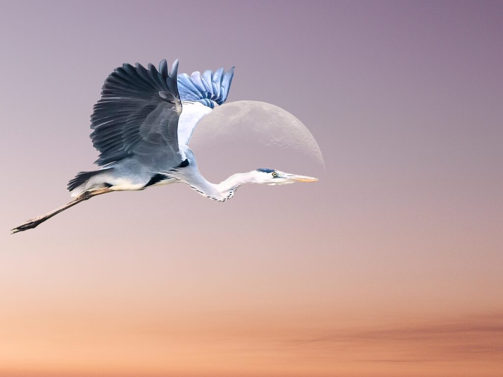 Beautiful Moments View of Grey Heron When Flying Over Half Moon