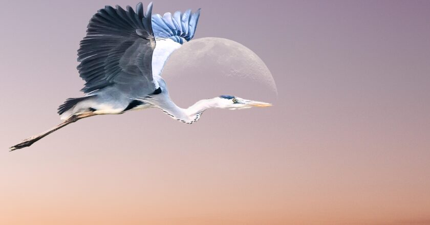 Beautiful Moments View of Grey Heron When Flying Over Half Moon