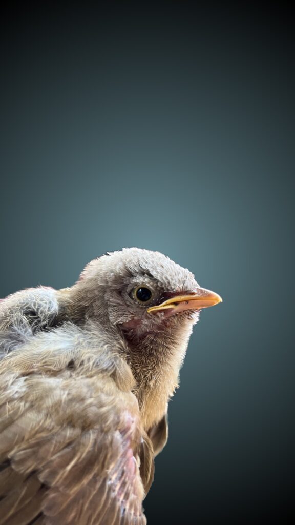 bird1