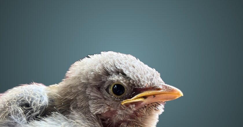 bird1