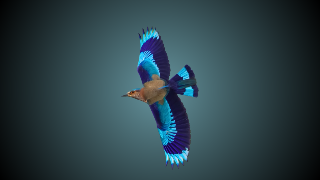 bird 2