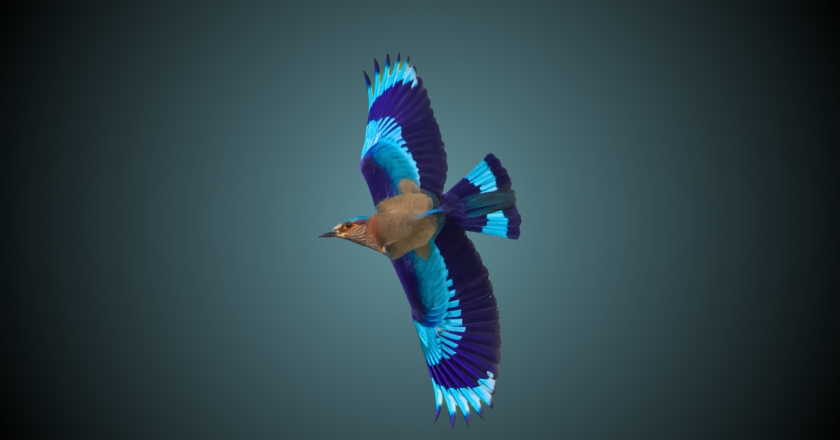 bird 2