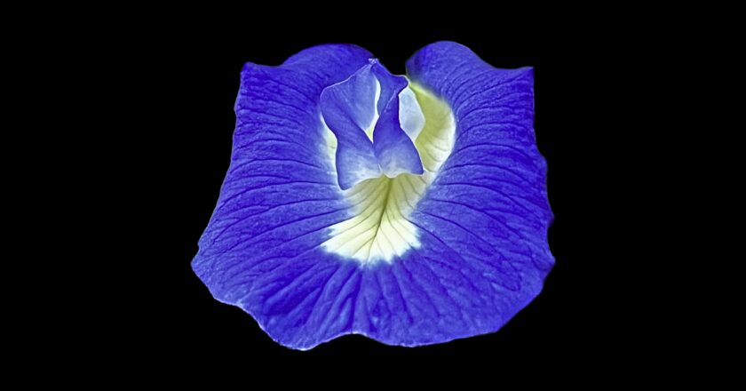 flower 2