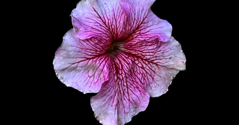flower 3