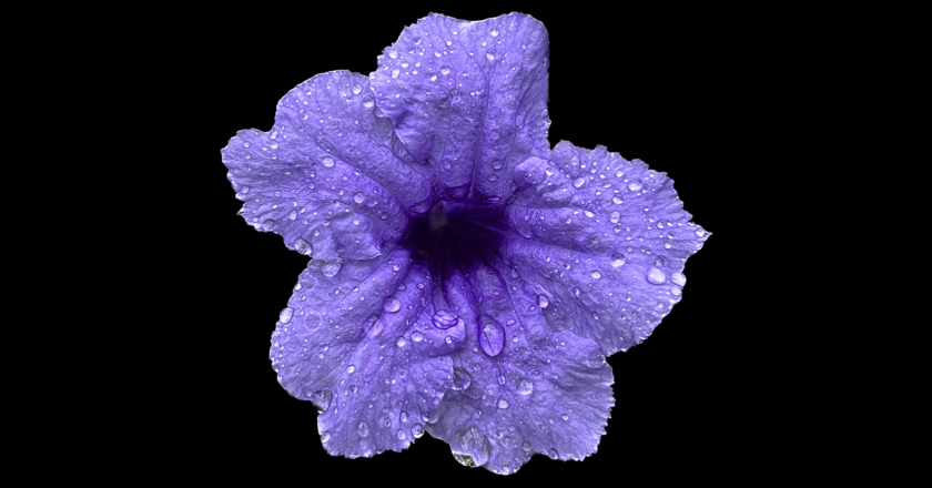 flower1