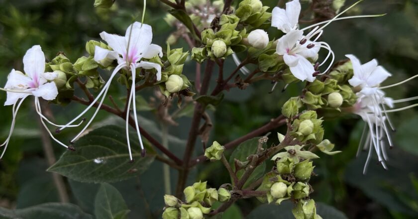 Here I Show You About White Flower, Tinged with Pink (Wild Flower)