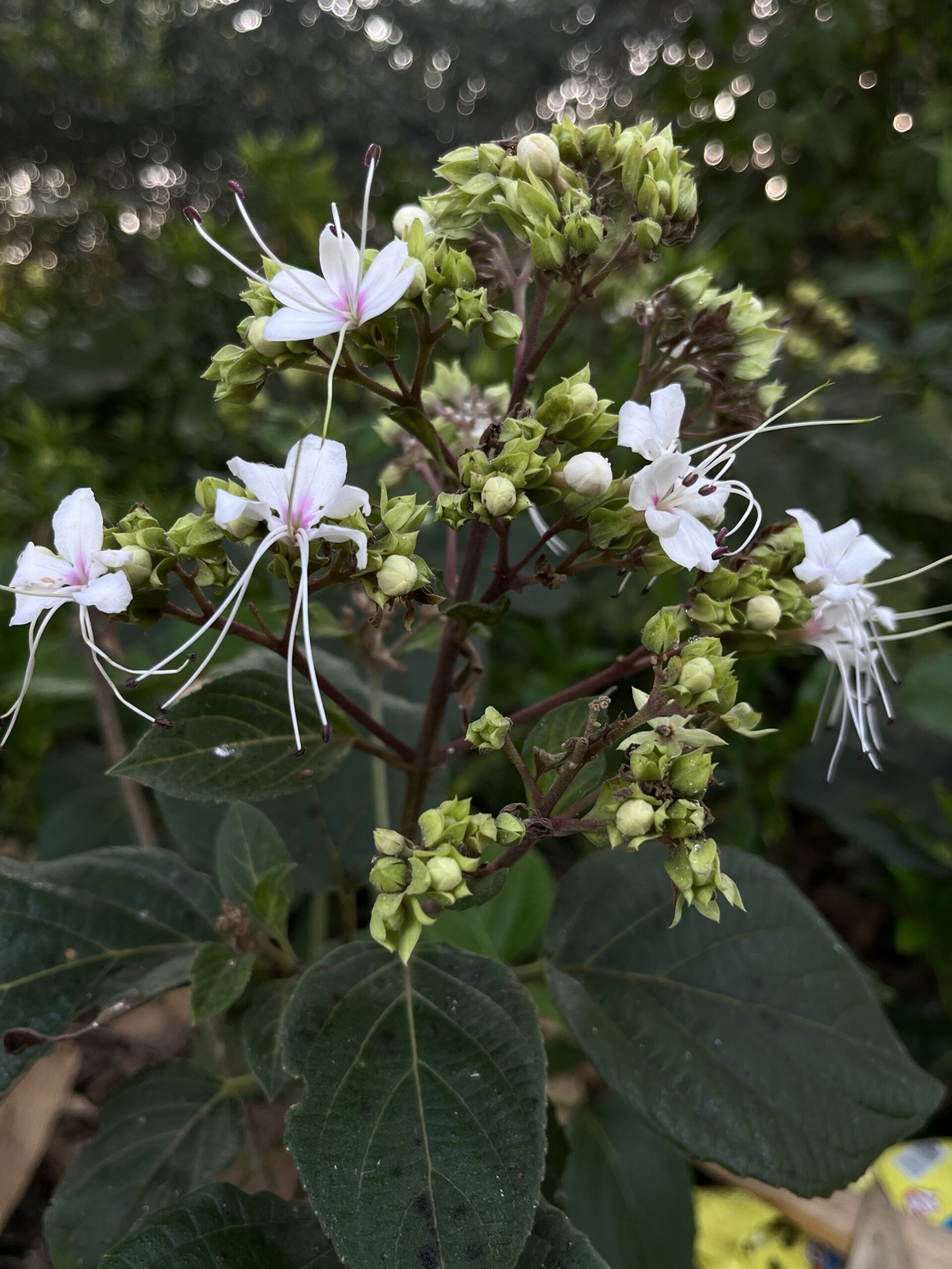 Here I show you about White Petals Brushed with Pink Wildflower