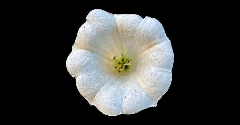 Here I Show You About A Poionus Flower (Wild Flower)