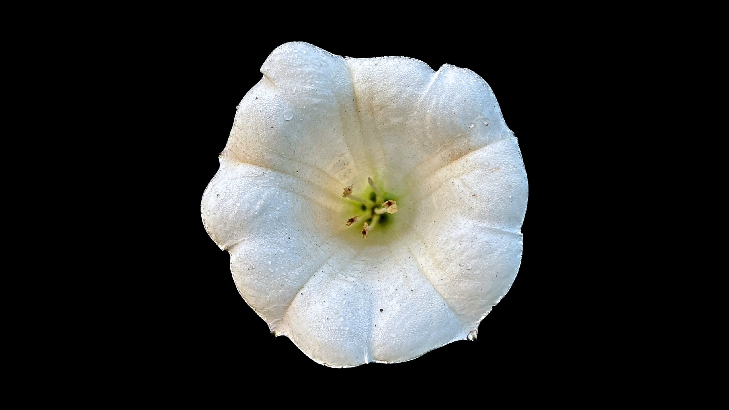 Poisonous Wildflower: Take a Closer Look