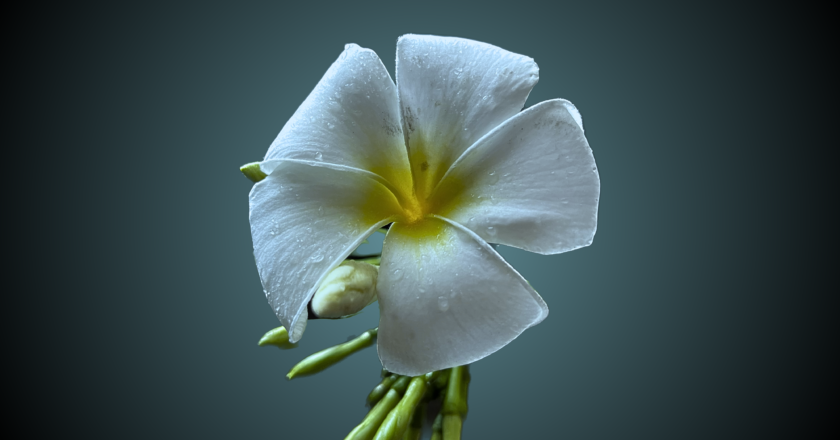 Kathgolap (Indian Champa) Flower Plant