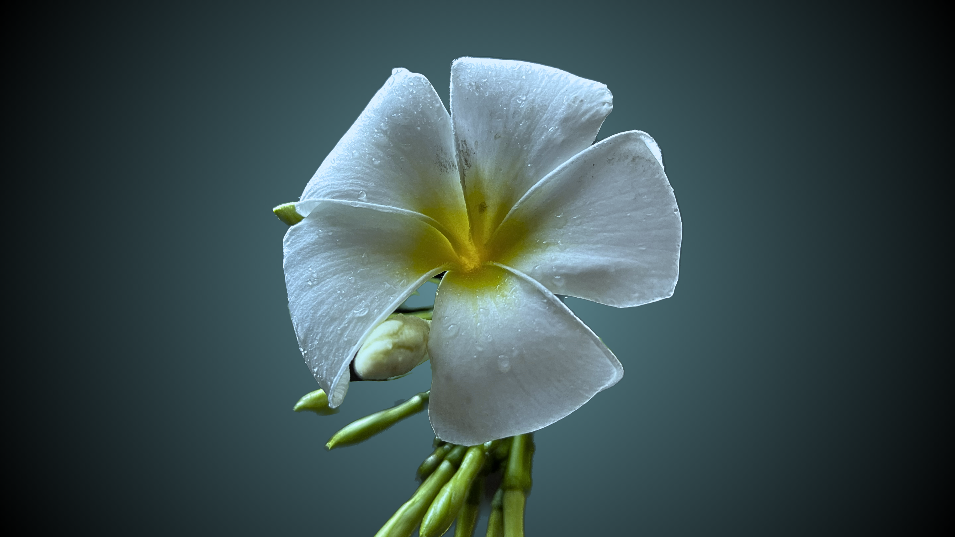 Kathgolap (Indian Champa) Flower Plant