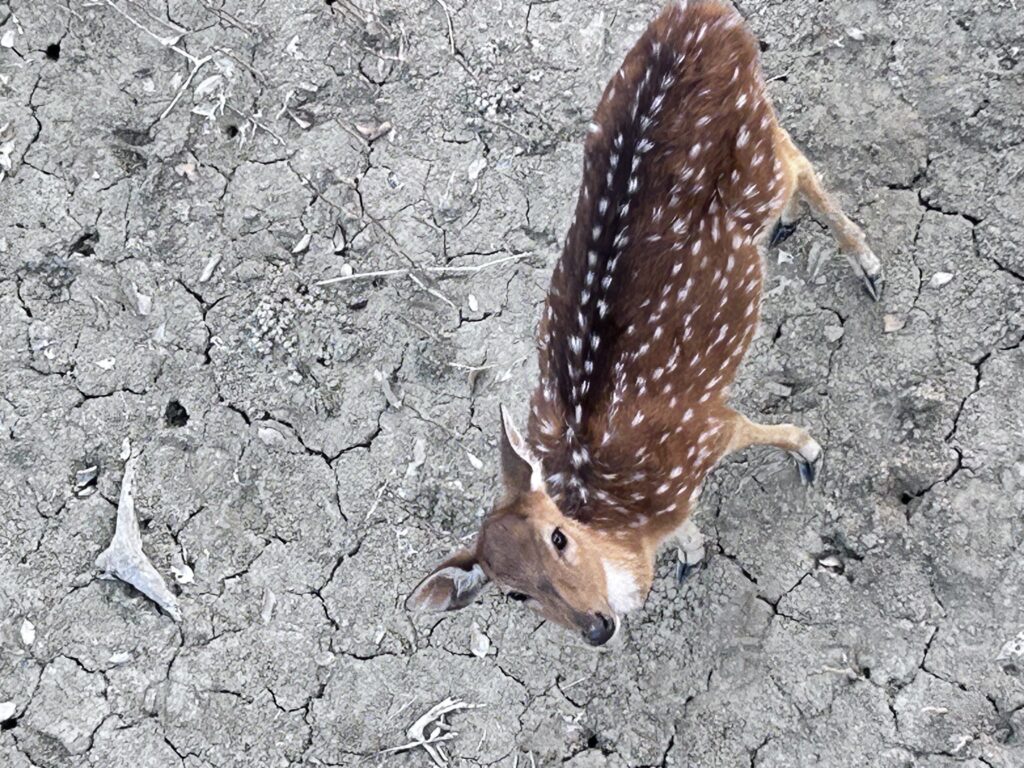 🌲🌳 Bengal Forest 1