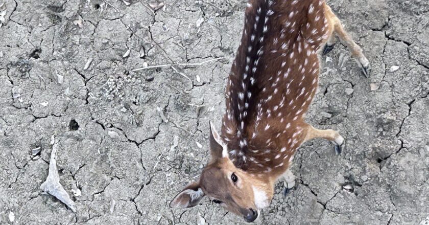 🌲🌳 Bengal Forest 1