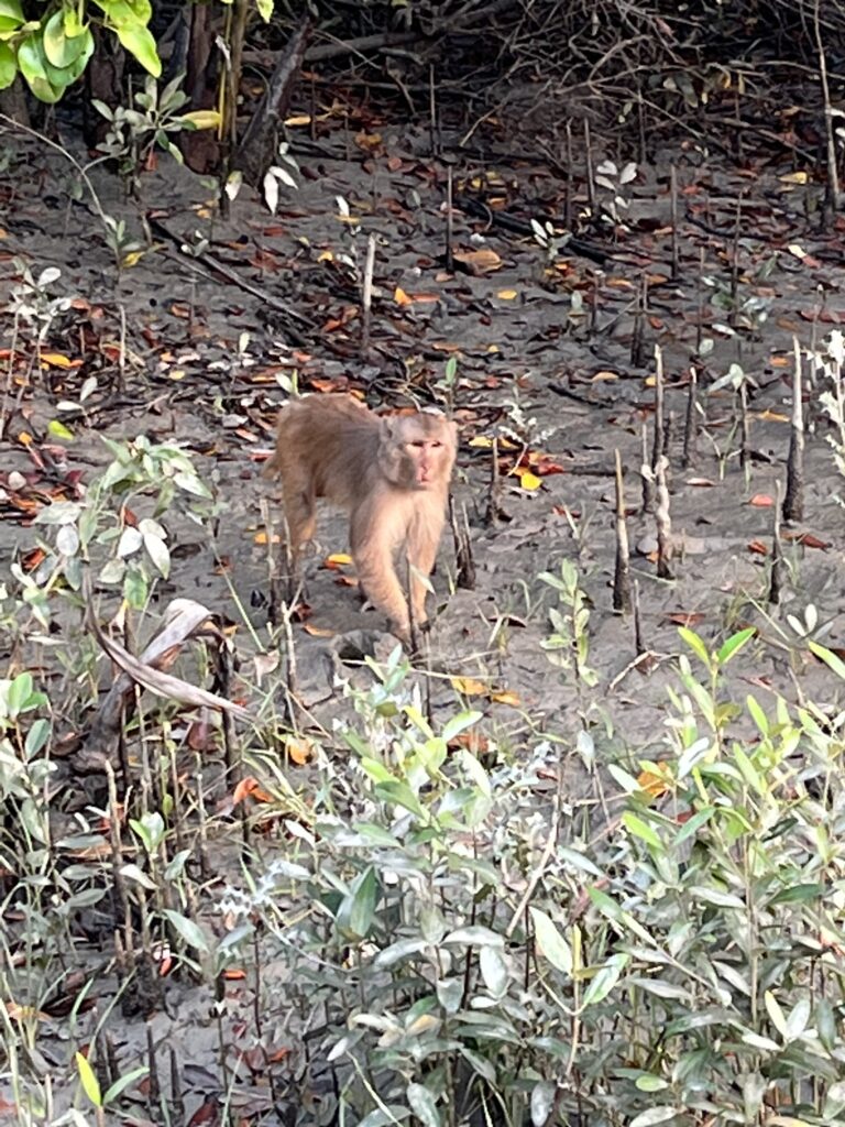 🌲🌳 Bengal Forest 2