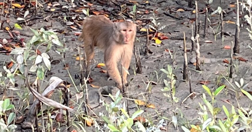 🌲🌳 Bengal Forest 2